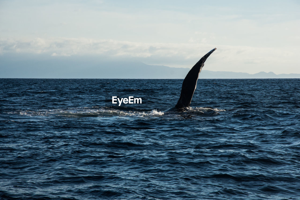 Whale swimming in sea against sky