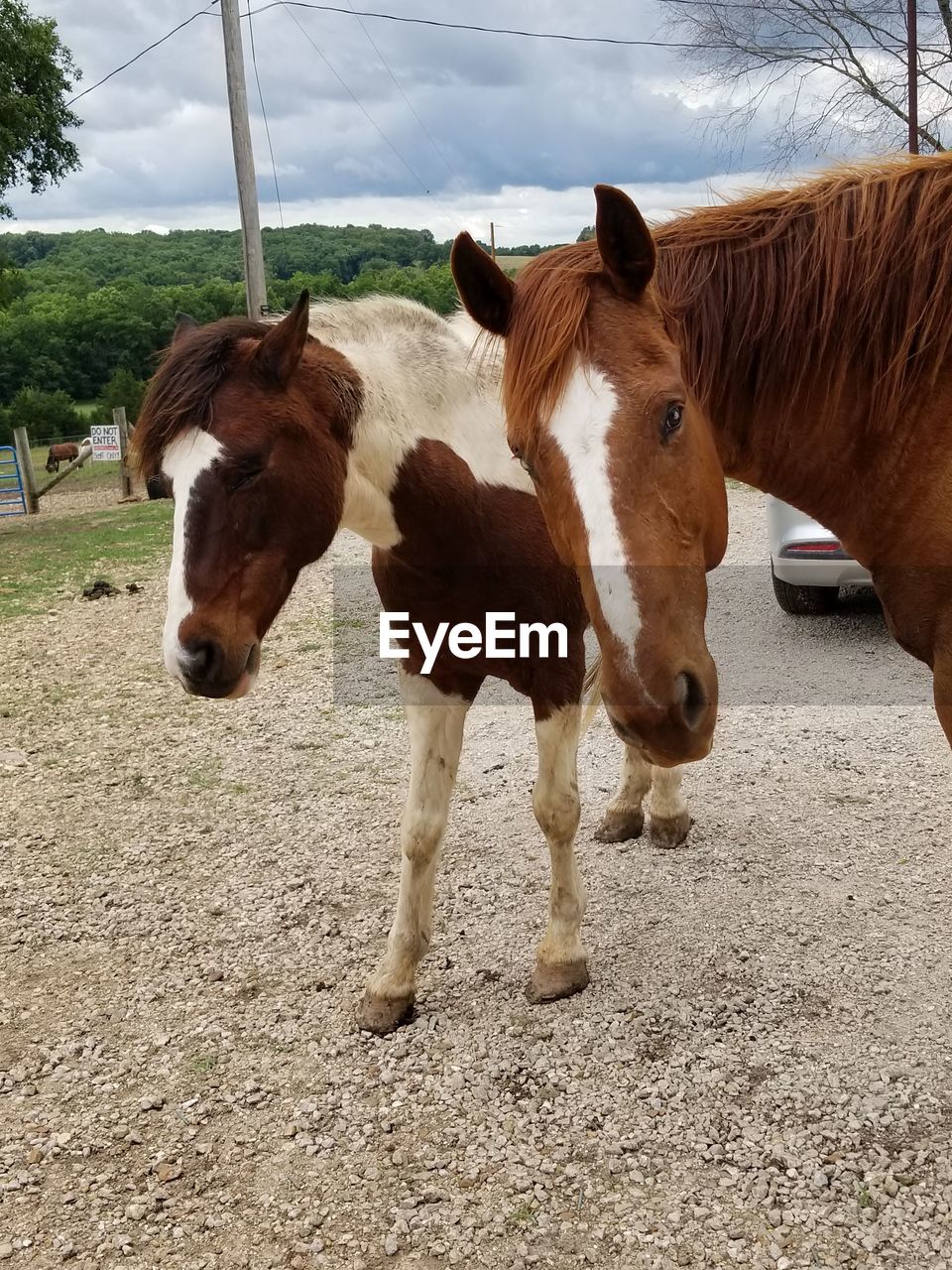 Horses standing in ranch against sky