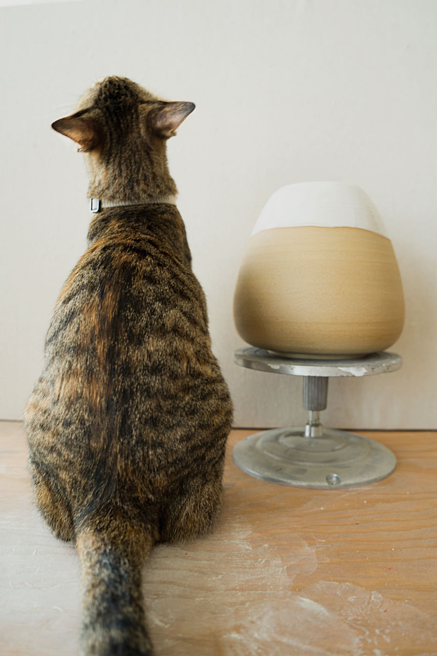 Disabled cat without eyes next to the vase