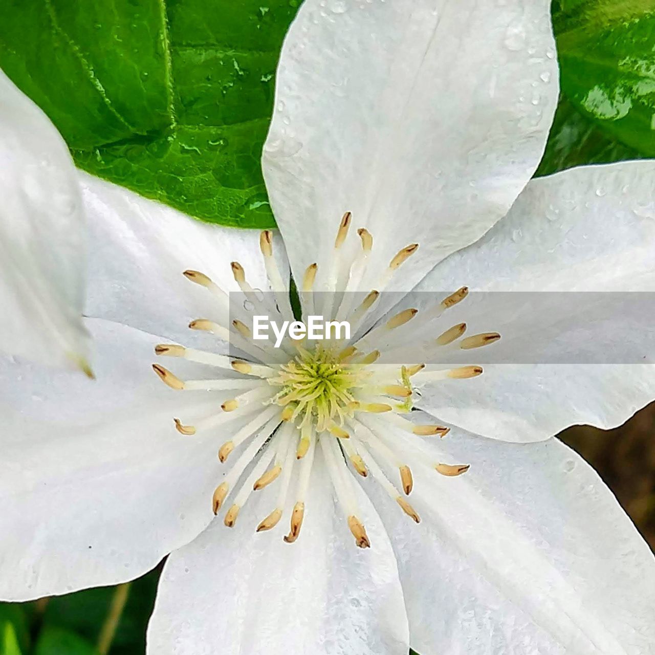 CLOSE-UP OF WHITE DAHLIA FLOWER