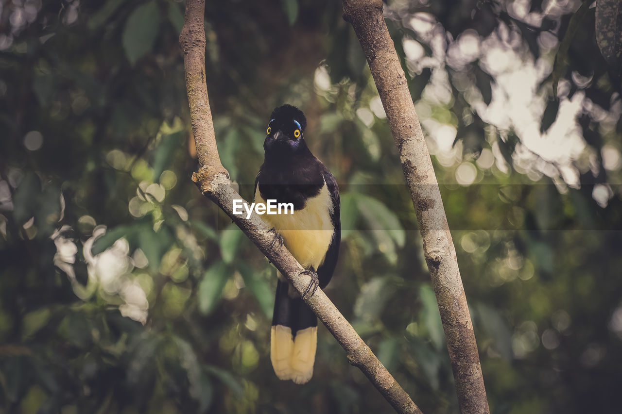 Plush-crested jay perching on tree at forest