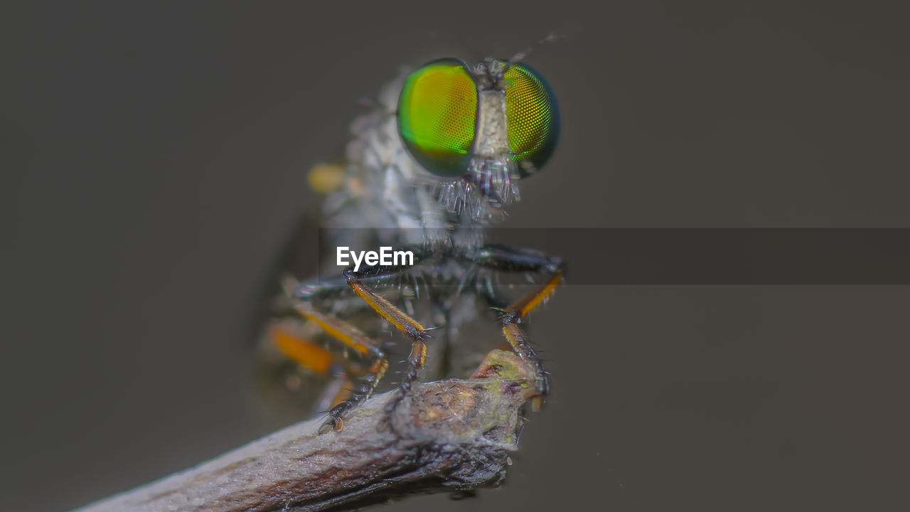 CLOSE-UP OF INSECT ON BLACK BACKGROUND