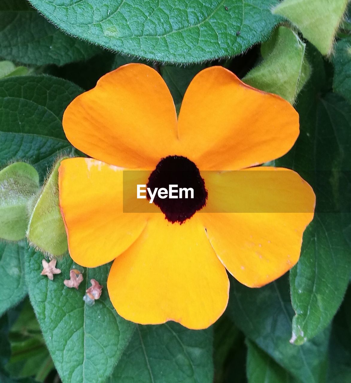 Close-up of yellow flowering plant