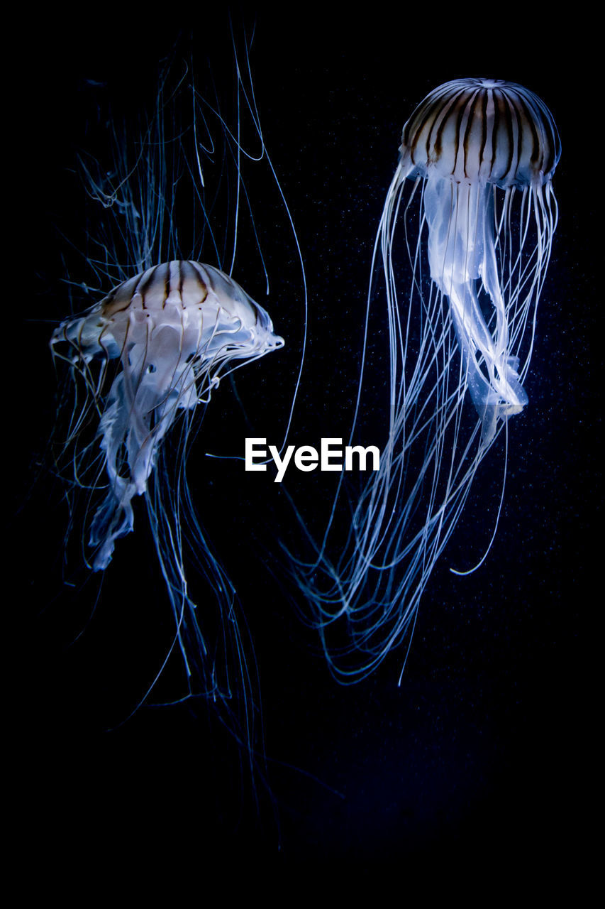 Close-up of jellyfish swimming underwater