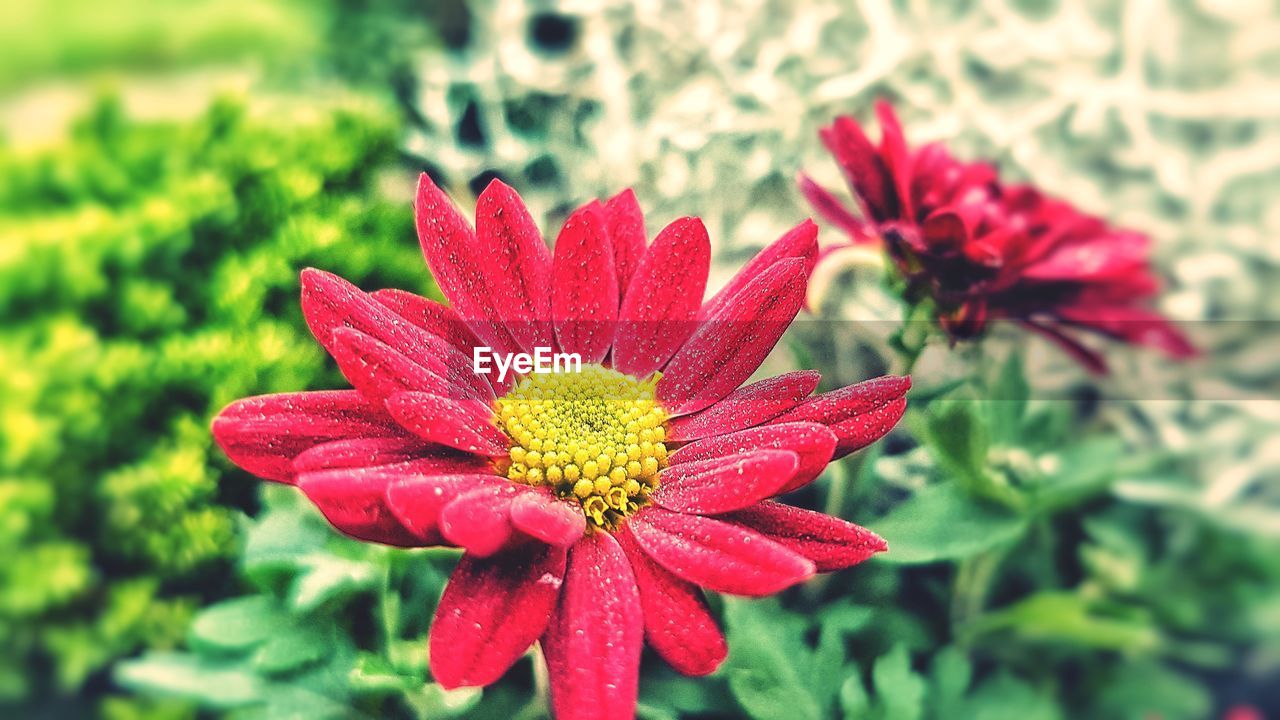 Close-up of red flower blooming in park