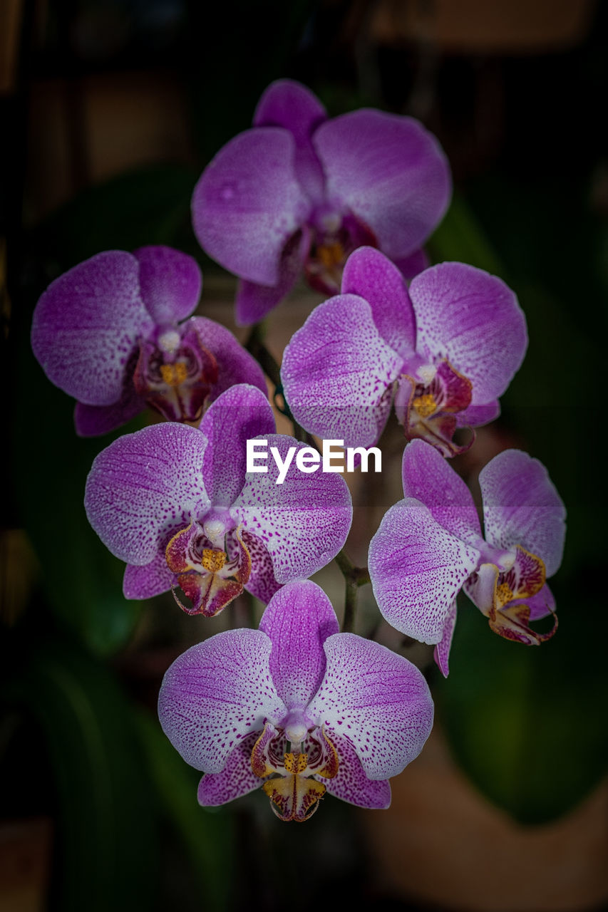 Close-up of purple orchids
