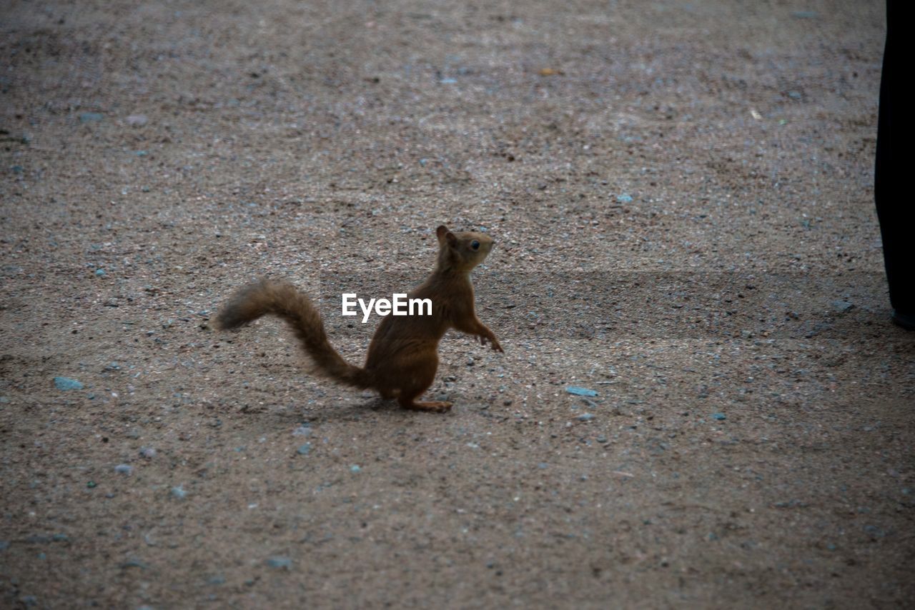 HIGH ANGLE VIEW OF SQUIRREL ON FIELD