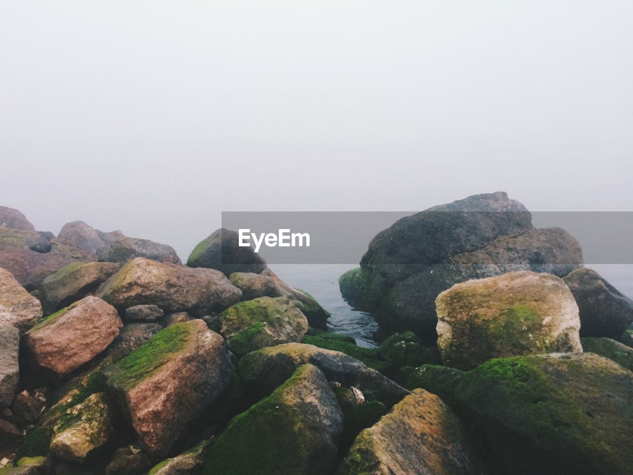 Close-up of moss covered rocks at sea shore during foggy weather