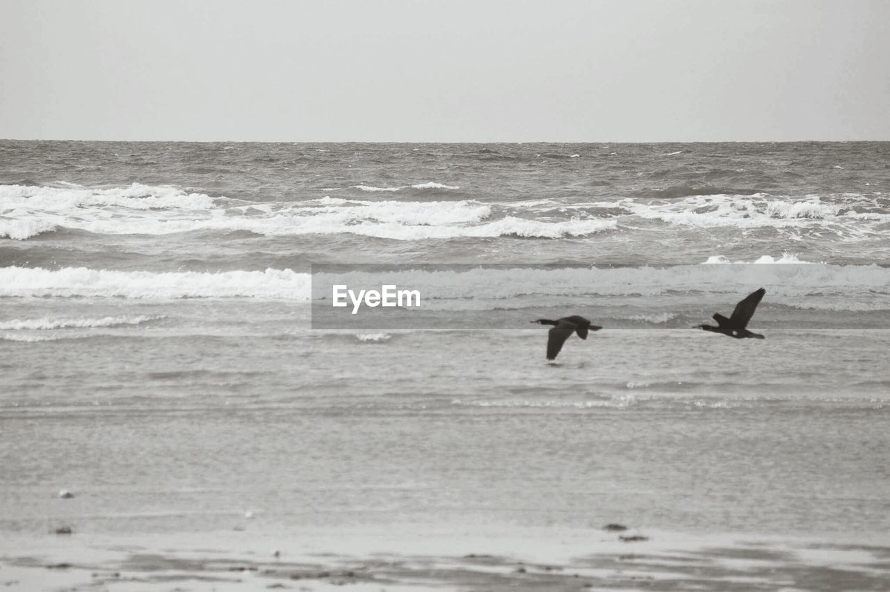 BIRDS ON BEACH AGAINST SEA