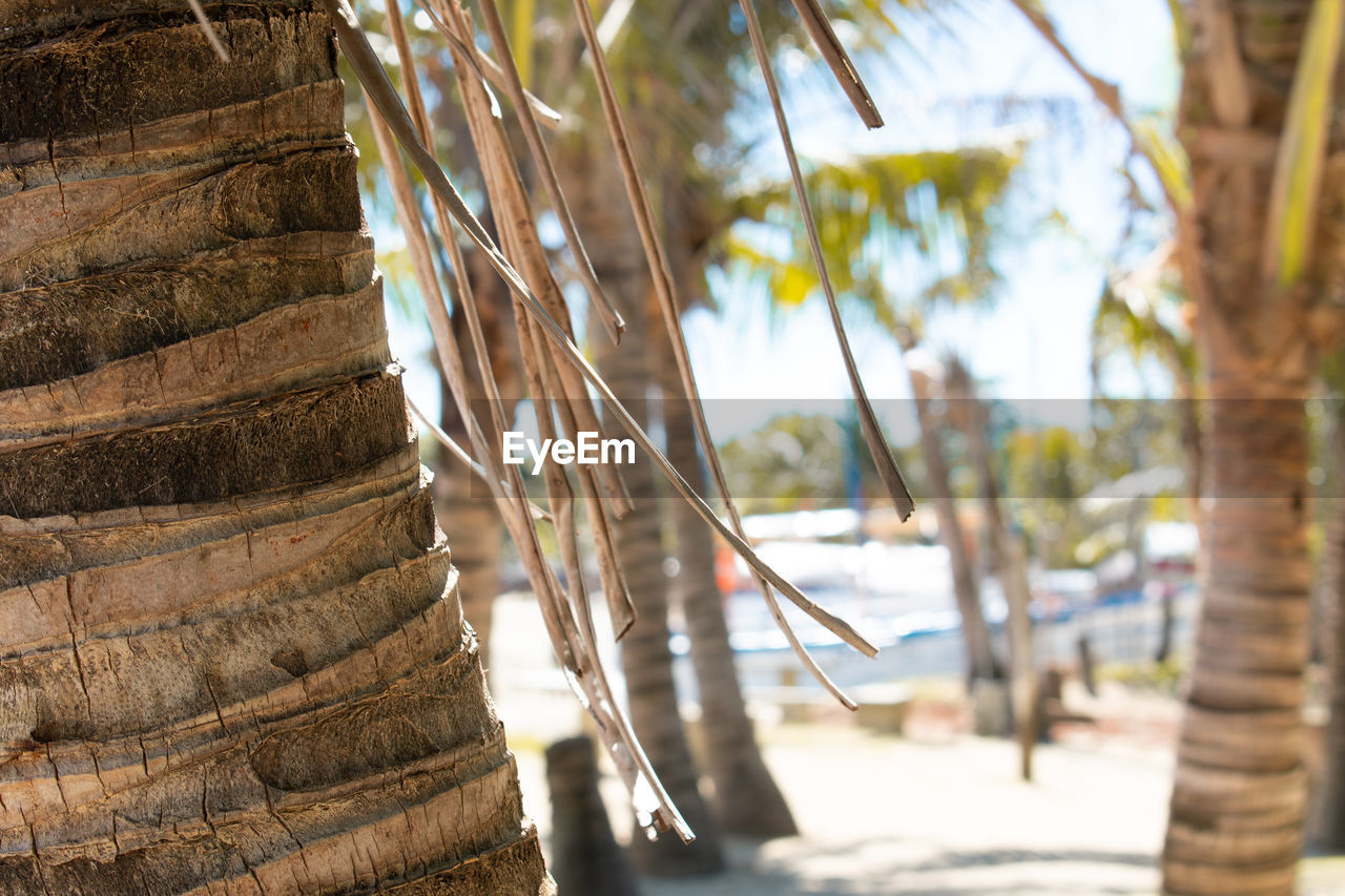 CLOSE-UP OF PALM TREE TRUNKS