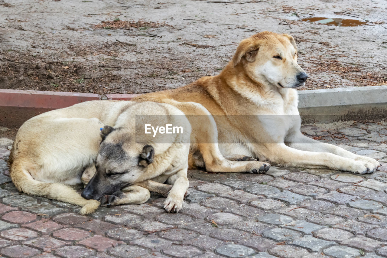 DOG LYING ON FOOTPATH