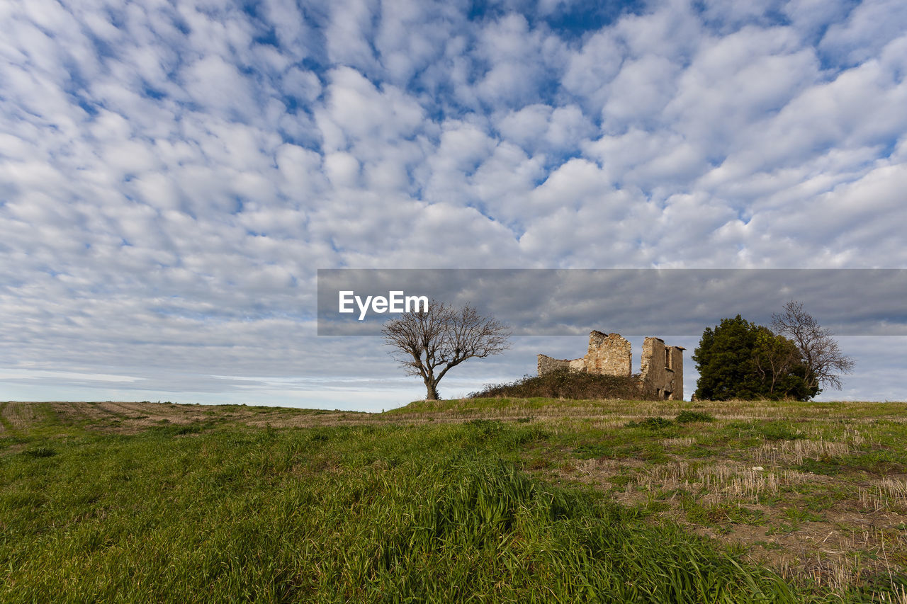 Plants growing on field against sky  with ruin