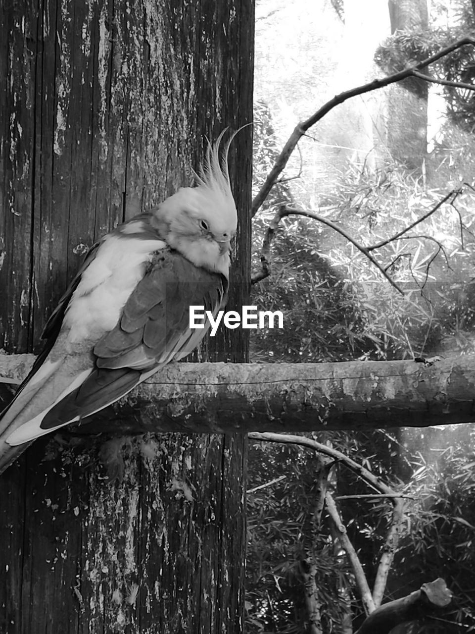 CLOSE-UP OF BIRDS PERCHING ON TREE