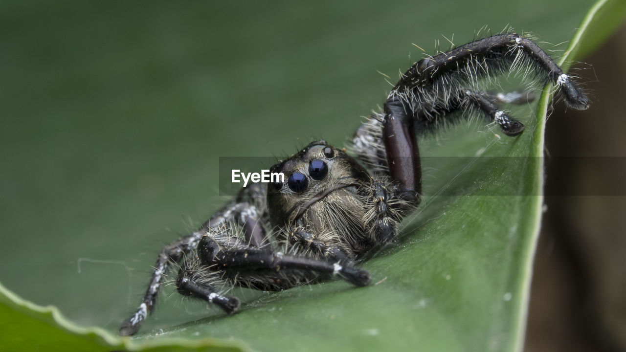 CLOSE-UP OF SPIDER ON WEB