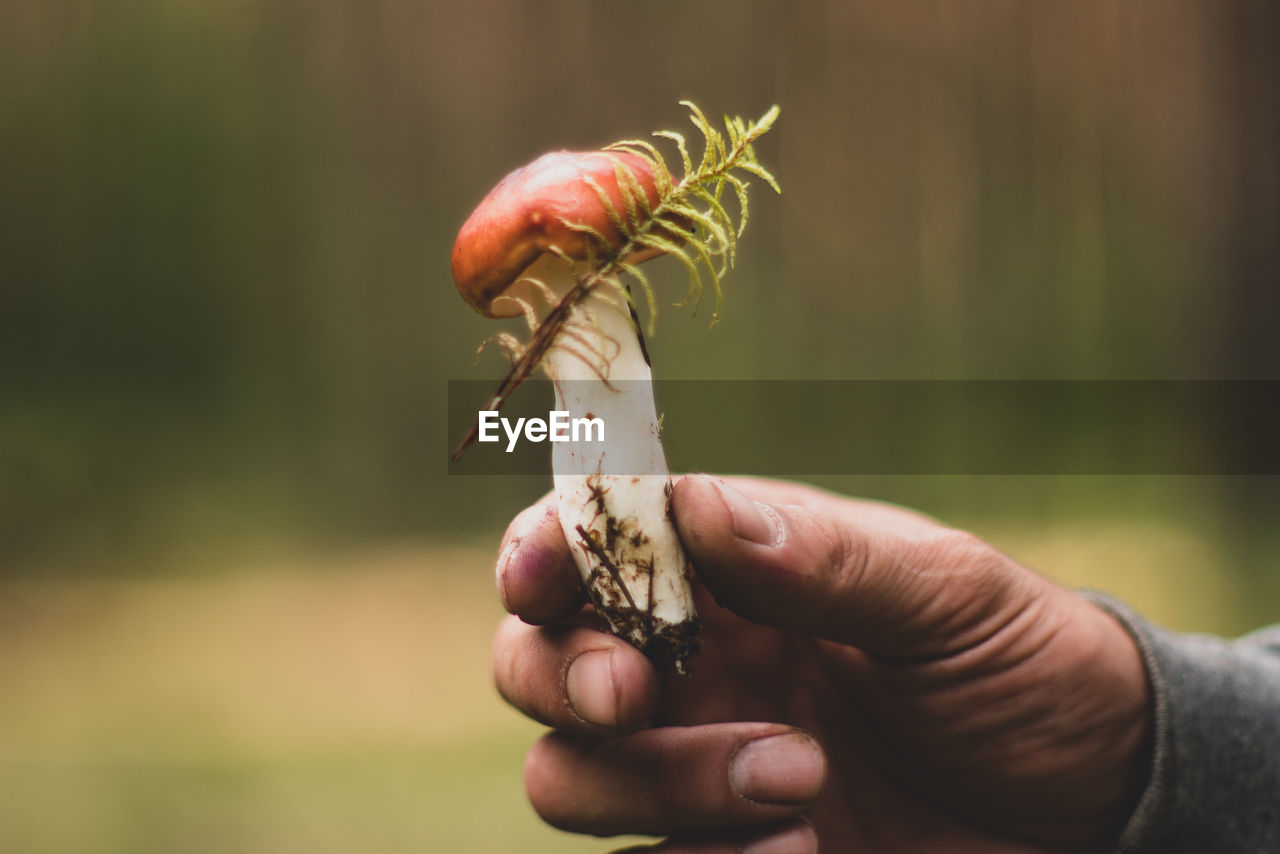 Close-up of hand holding mushroom