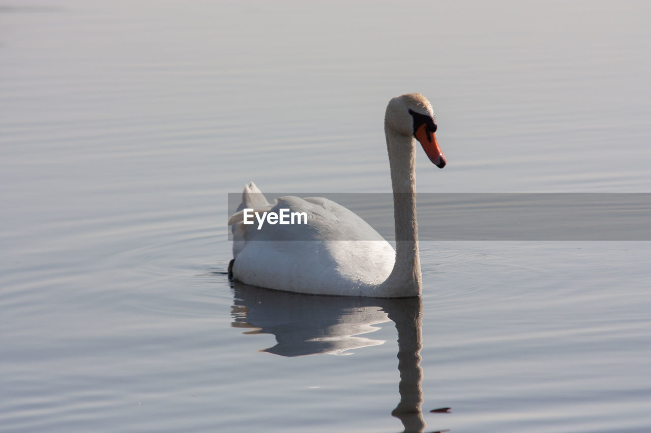 SWANS SWIMMING IN LAKE