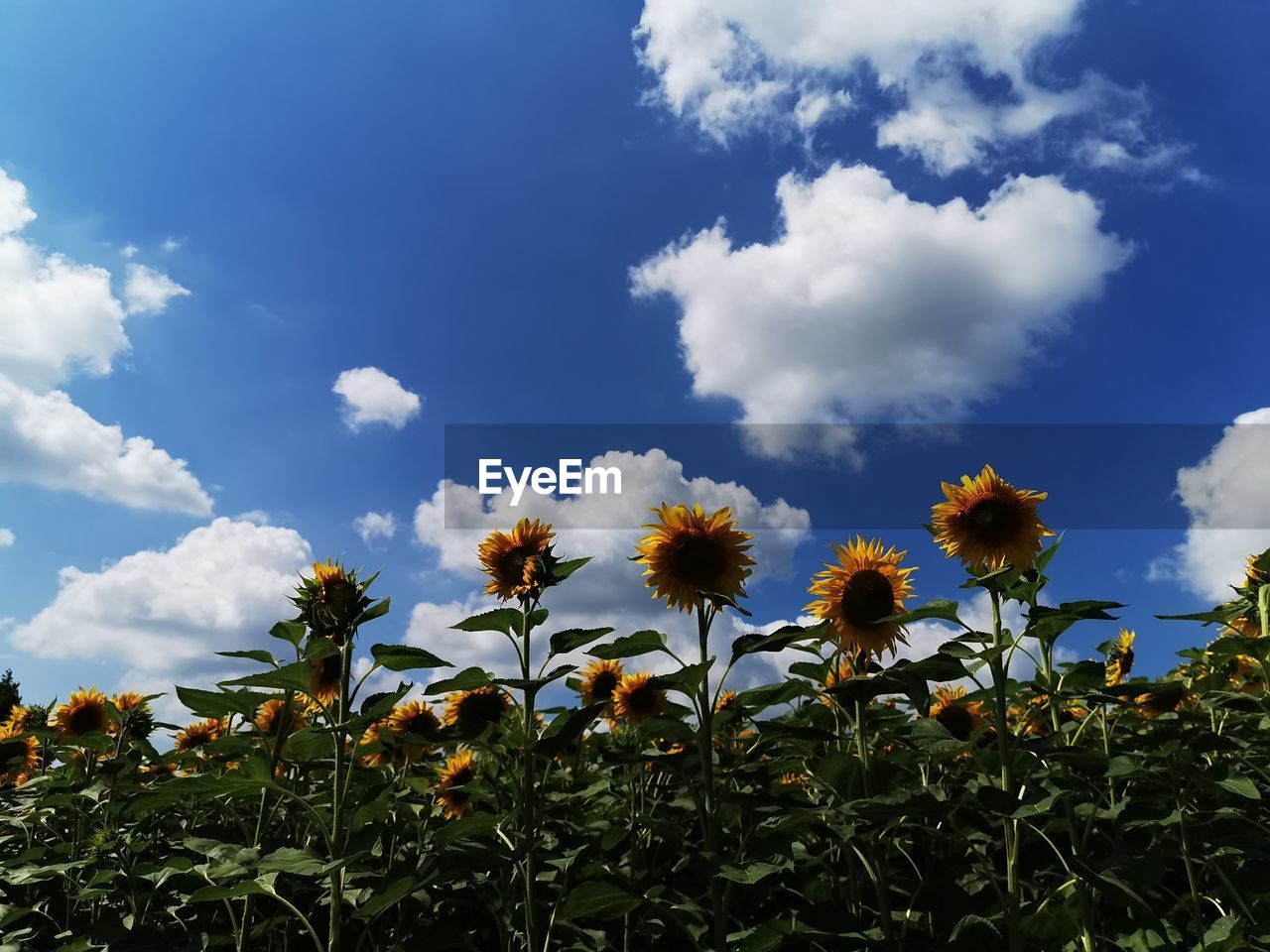 CLOSE-UP OF YELLOW FLOWERING PLANTS AGAINST SKY