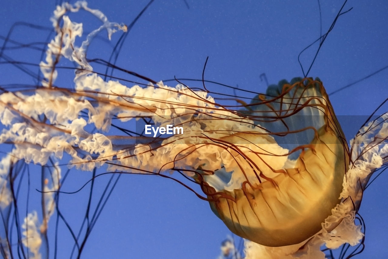 Close-up of jellyfishes in sea