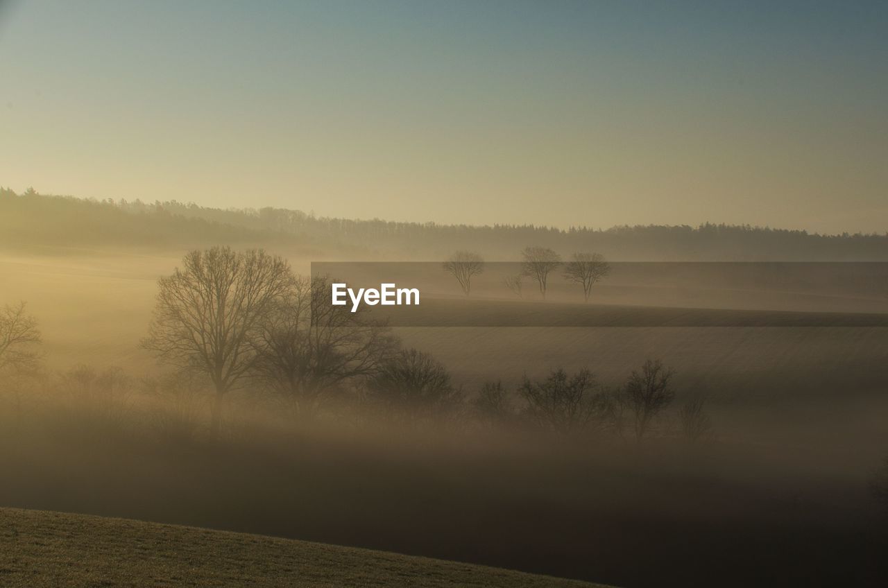 Trees on field against sky during foggy weather