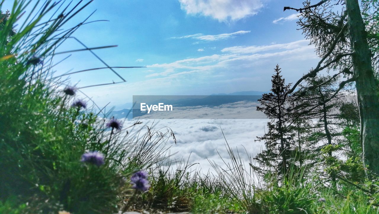 PANORAMIC VIEW OF FLOWERING PLANTS AGAINST SKY