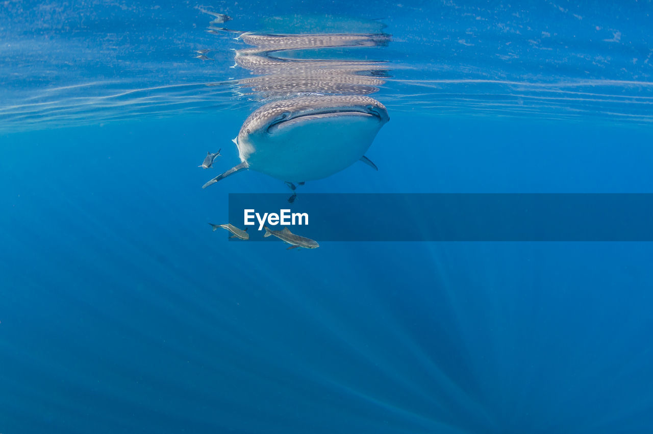 VIEW OF FISH SWIMMING IN SEA