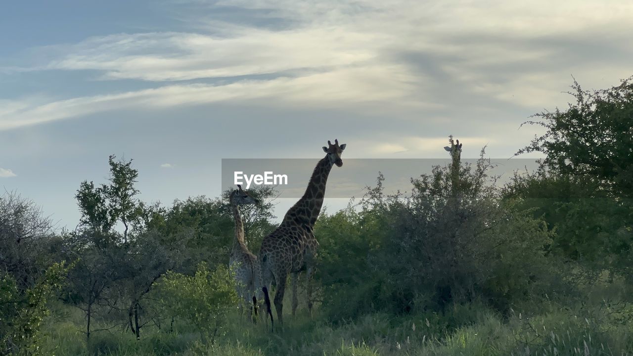 giraffe, animal, animal themes, animal wildlife, plant, wildlife, savanna, nature, sky, tree, mammal, cloud, safari, no people, one animal, tourism, adventure, environment, beauty in nature, travel destinations, grass, outdoors, prairie, landscape, grassland, travel, plain, day, scenics - nature, animal body part, land