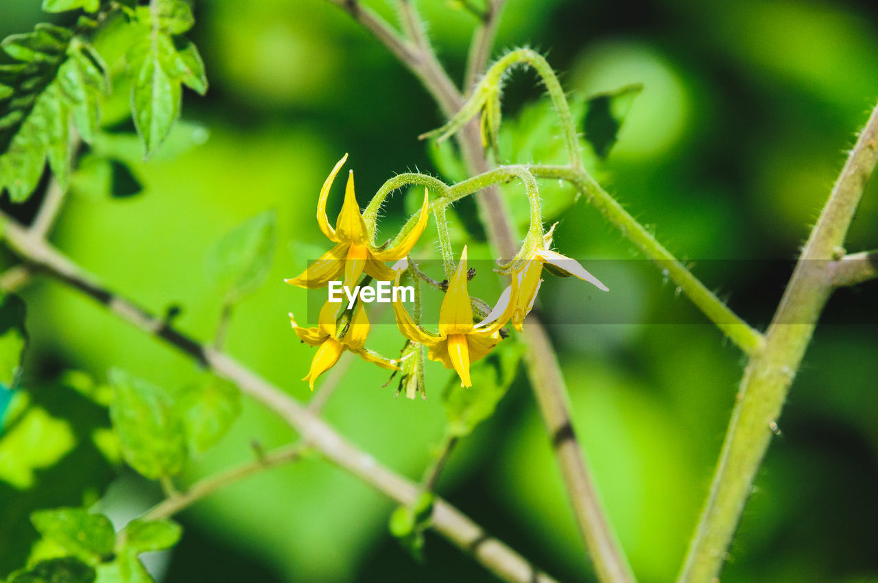 CLOSE-UP OF YELLOW FLOWER