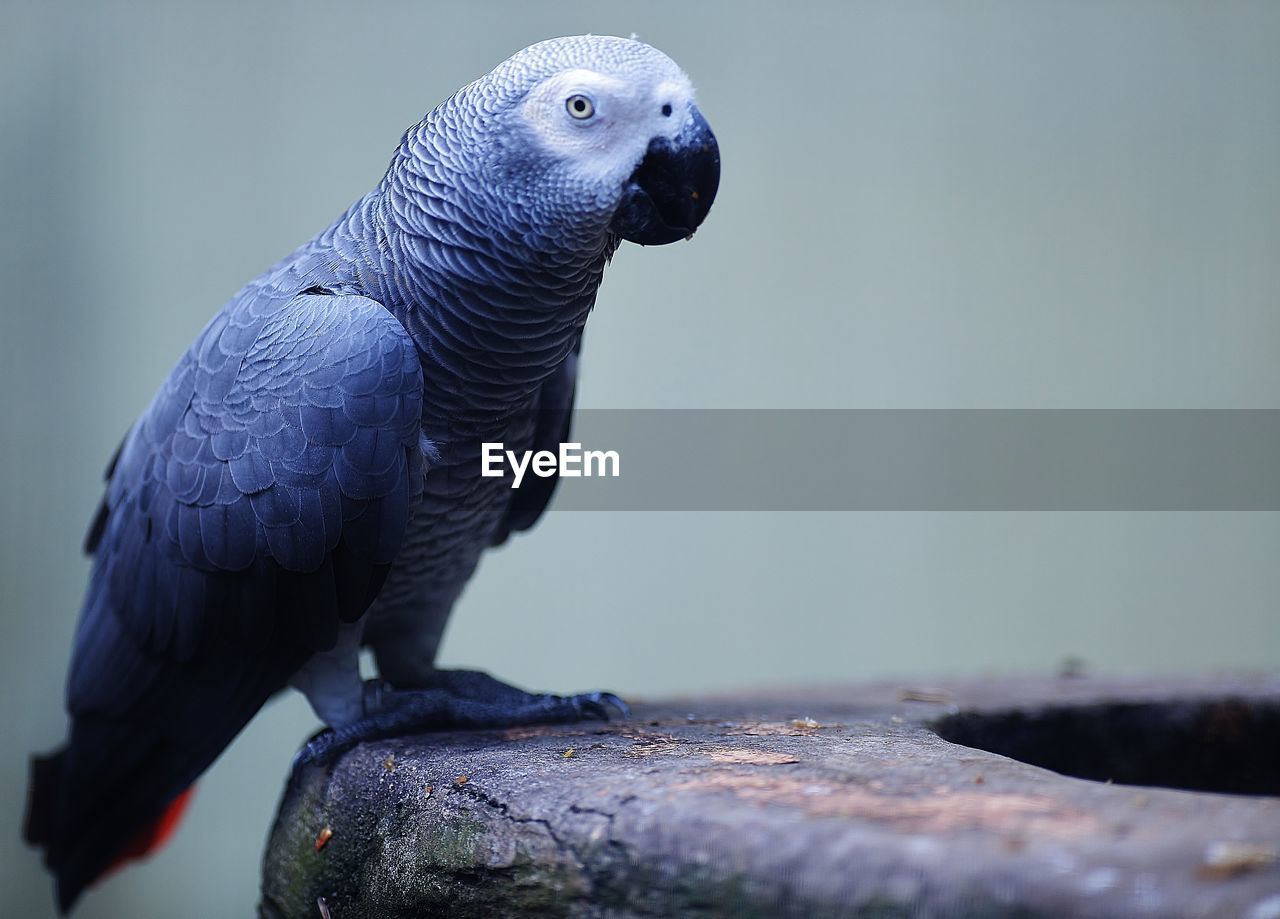 Close-up of african grey parrot perching on wood in cage