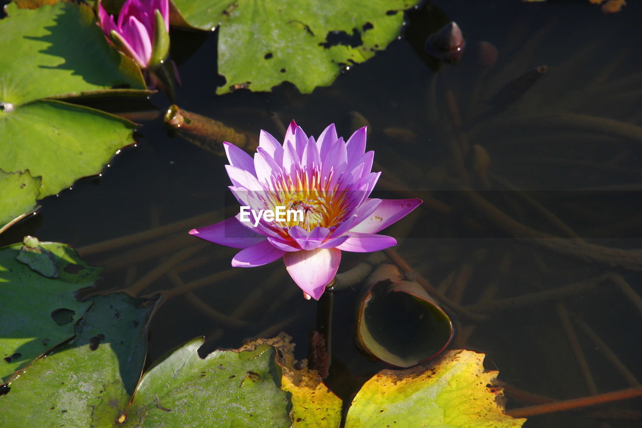 PINK WATER LILY IN POND