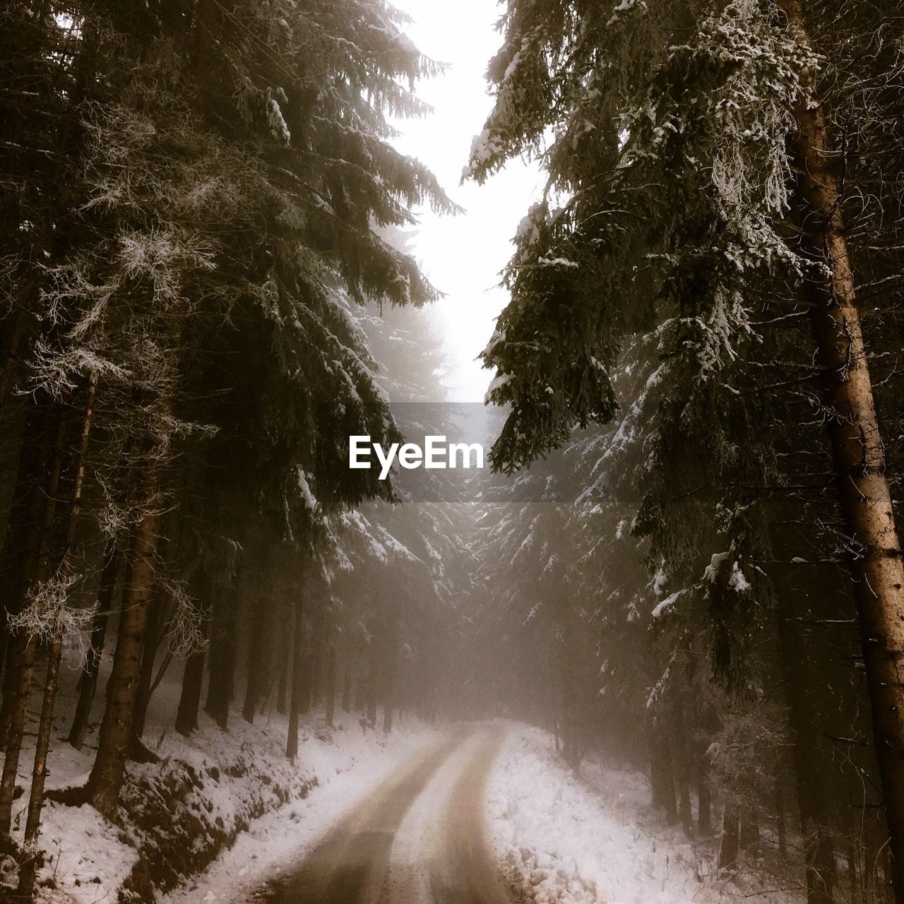 TREES IN SNOW COVERED ROAD