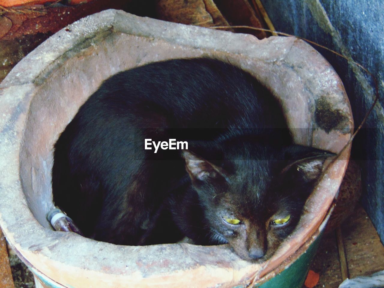 Close-up of black cat relaxing outdoors