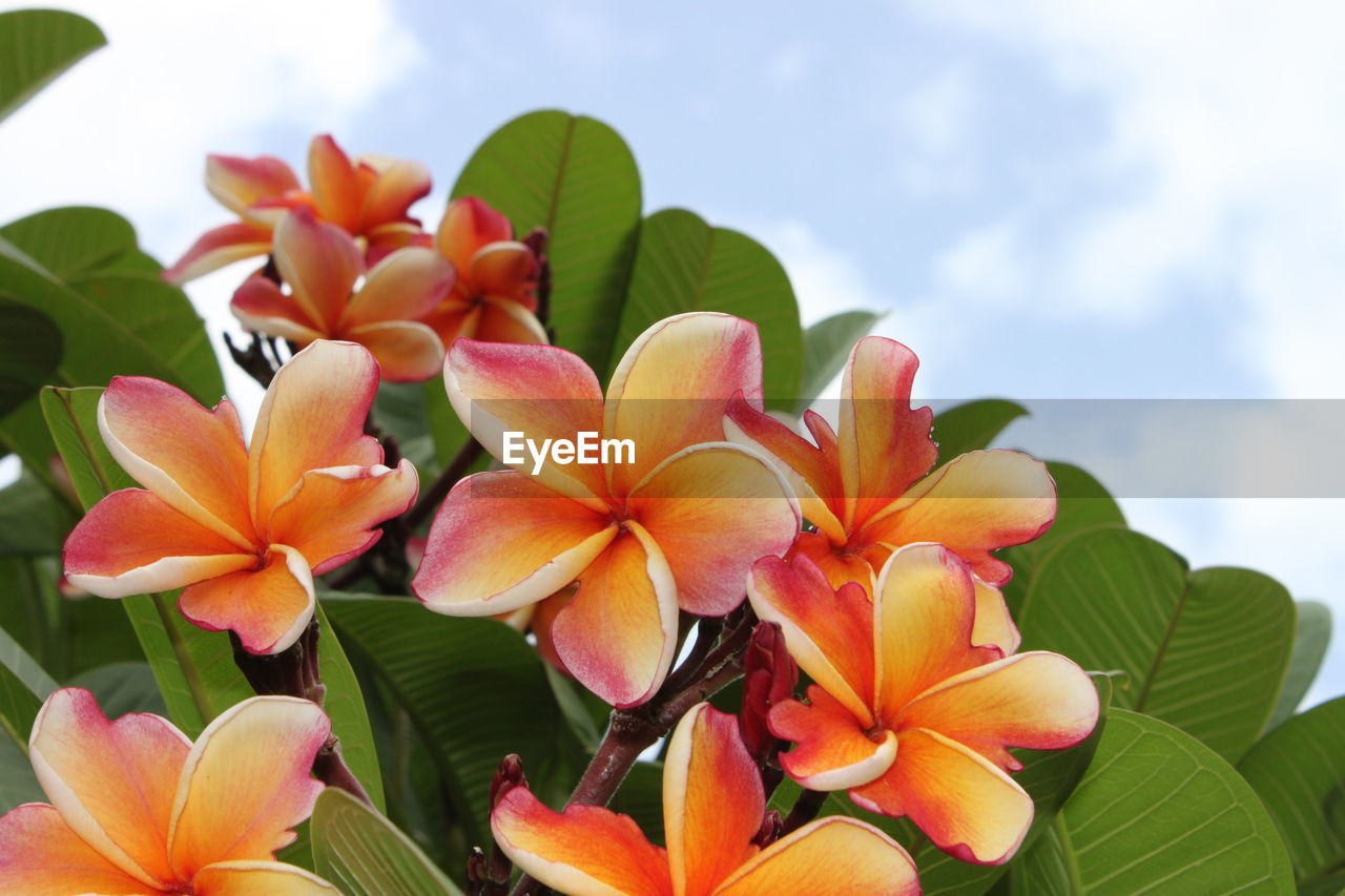Close-up of frangipani blooming on plant against sky