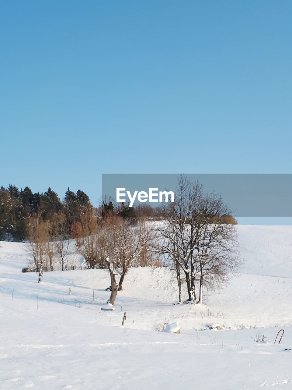 BARE TREES ON SNOWY LANDSCAPE AGAINST CLEAR BLUE SKY