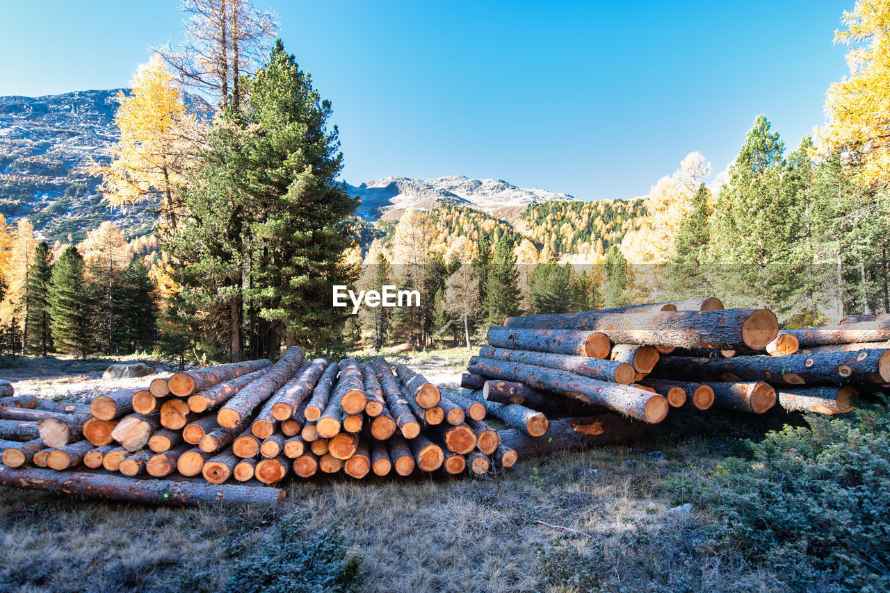 STACK OF LOGS IN FOREST AGAINST TREES