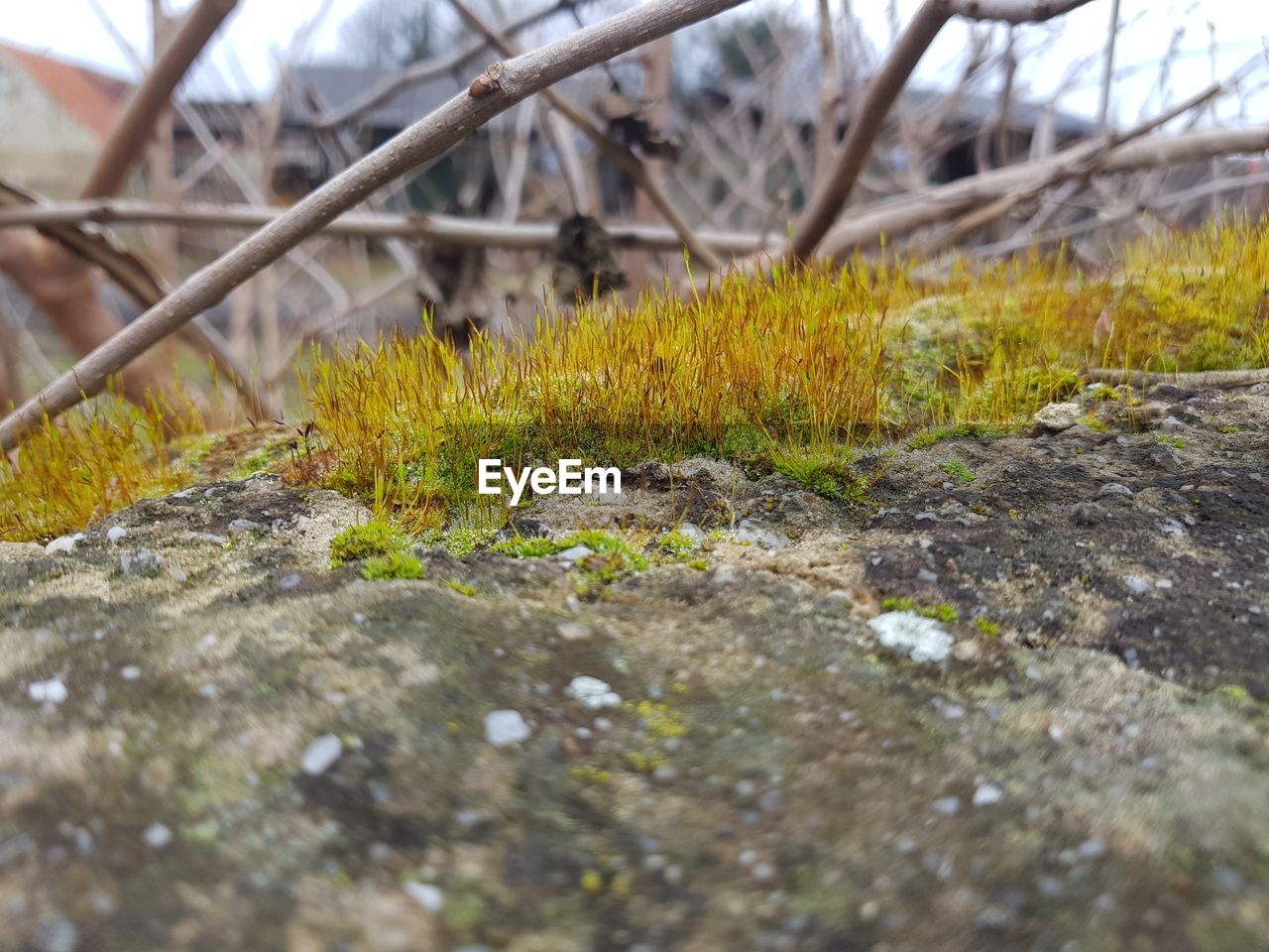 SURFACE LEVEL VIEW OF LICHEN GROWING ON FIELD