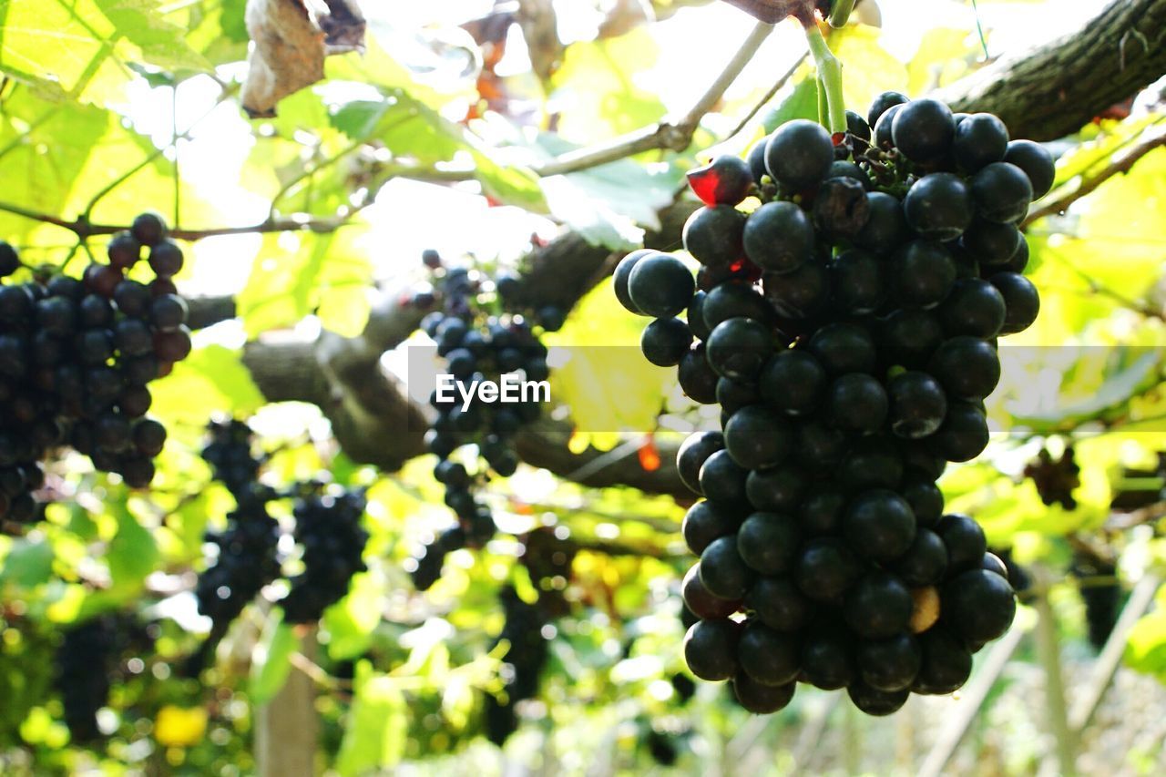 Close-up of ripe red grapes hanging on vine