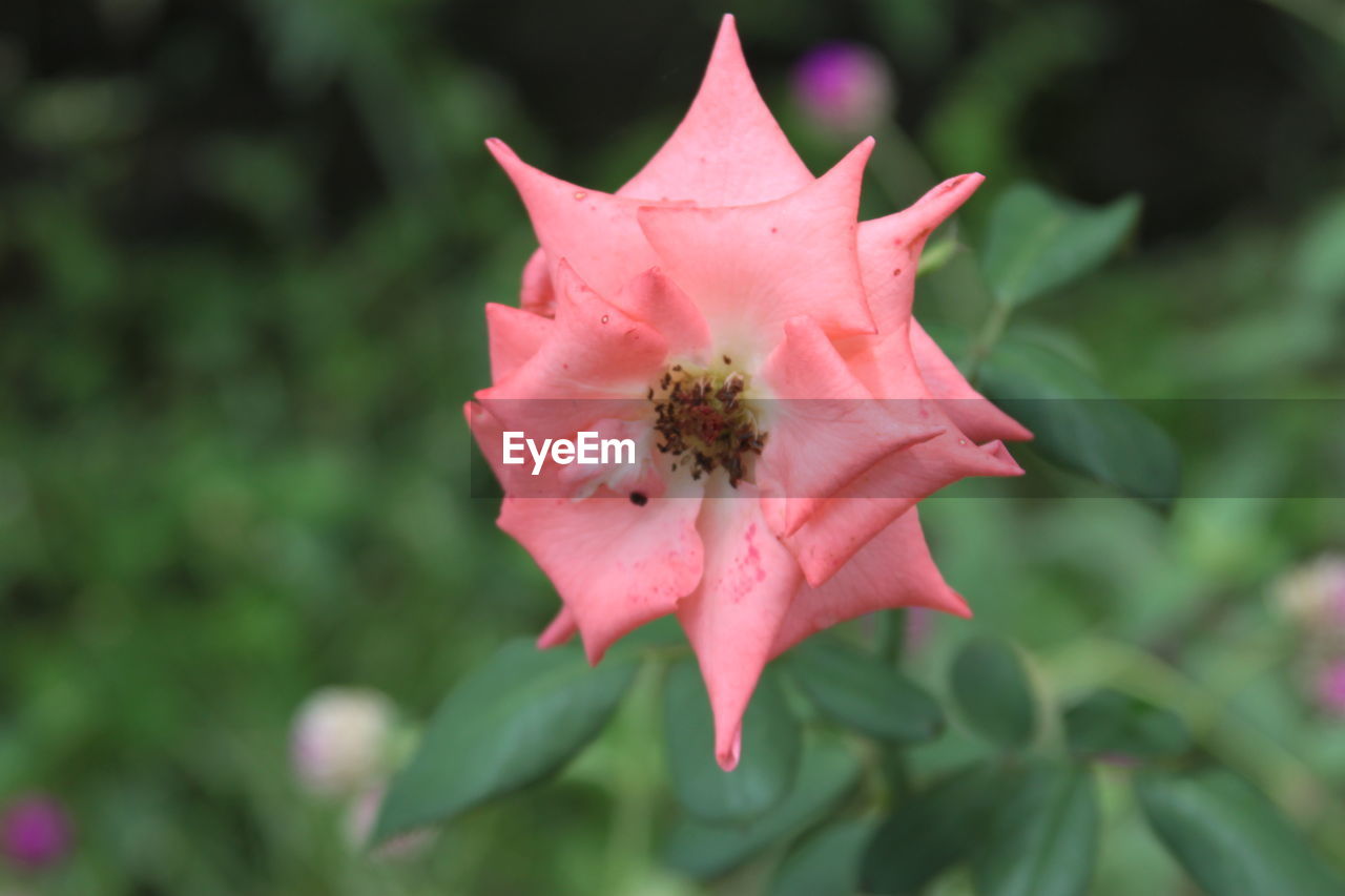 CLOSE-UP OF PINK ROSE