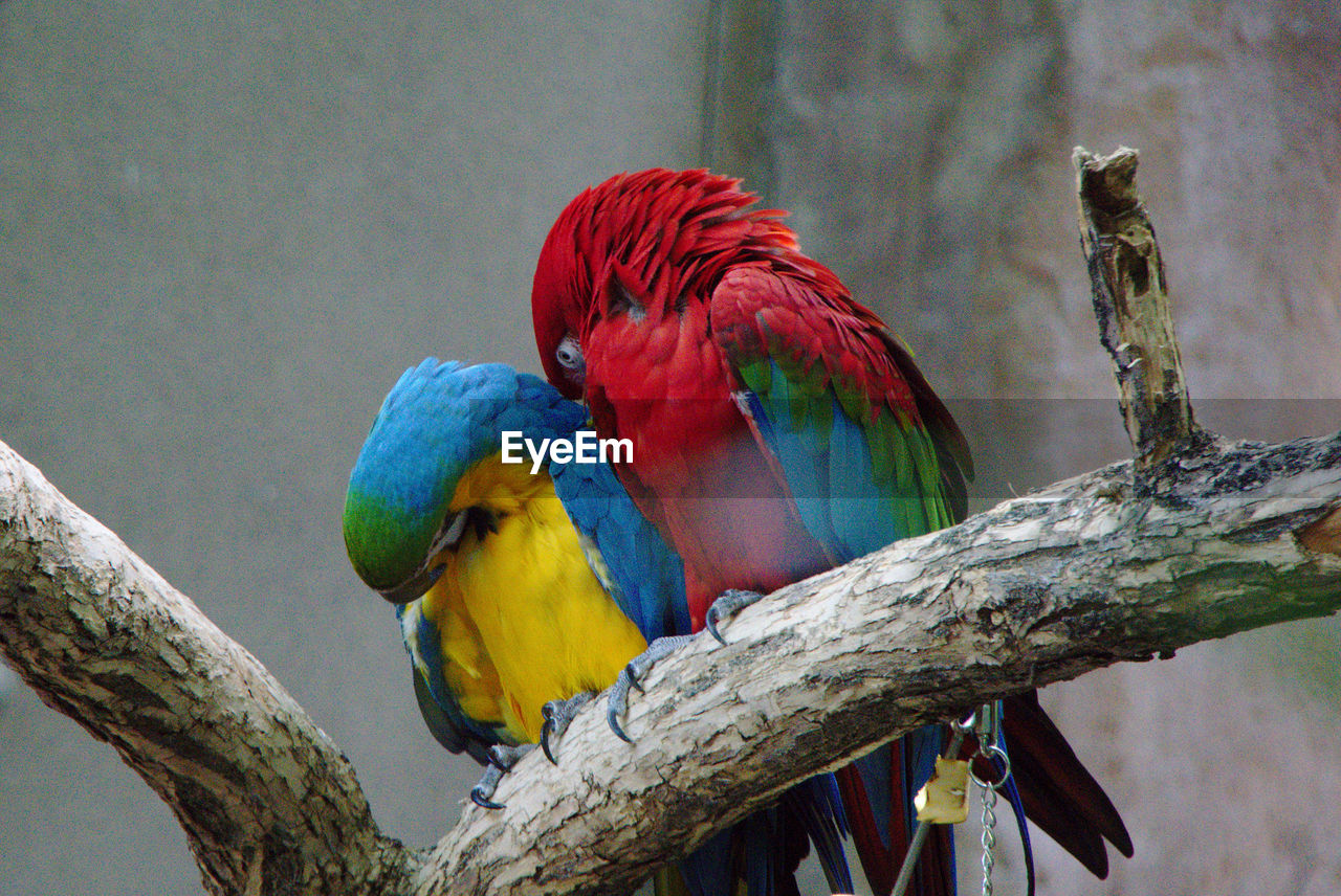 Macaws on a branch