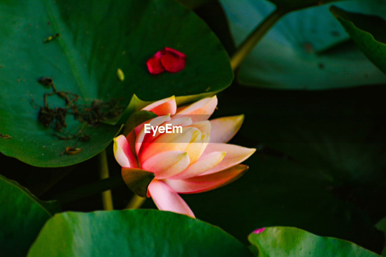 CLOSE-UP OF WATER LILY IN POND