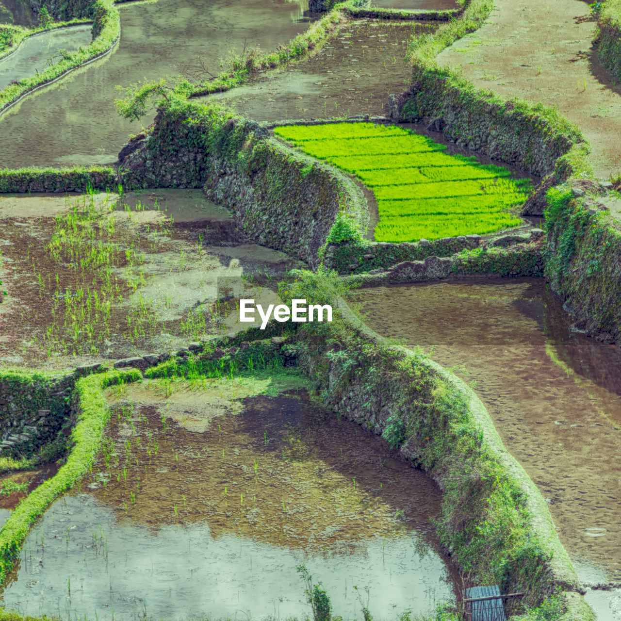 HIGH ANGLE VIEW OF RICE PADDY