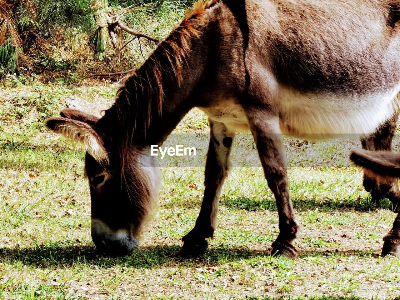 HORSE GRAZING IN FIELD