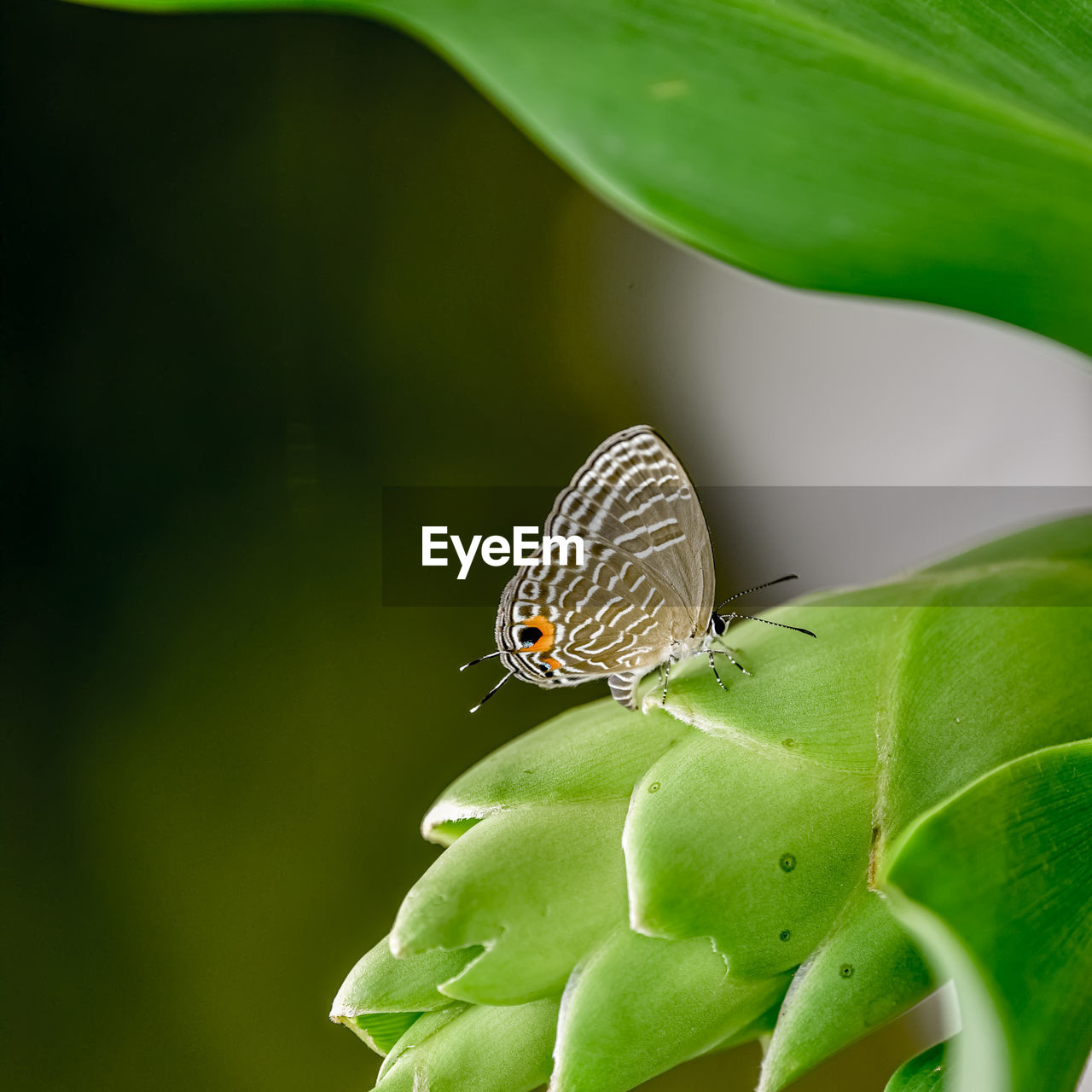 CLOSE-UP OF BUTTERFLY