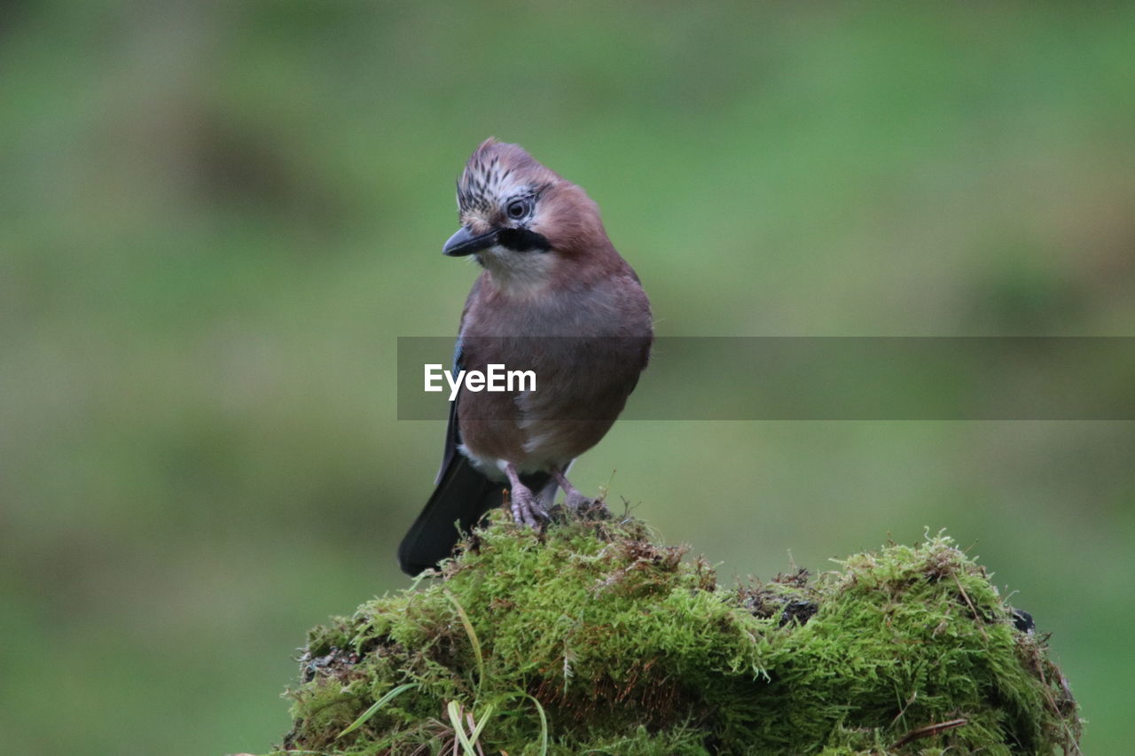 BIRD PERCHING ON A PLANT