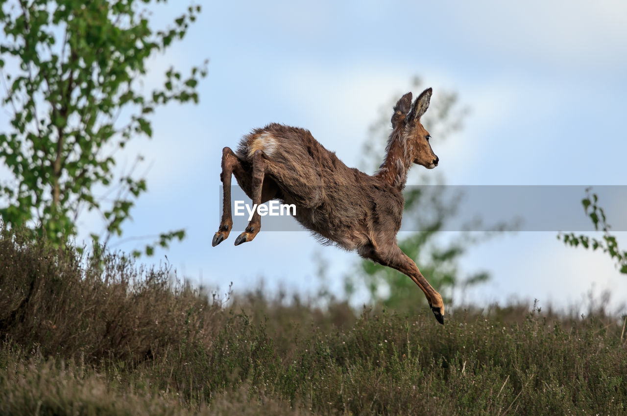 Low angle view of deer jumping on grassy field