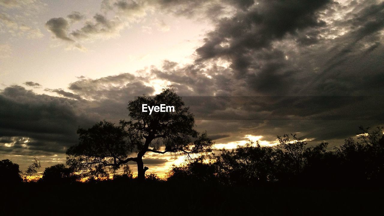 LOW ANGLE VIEW OF SILHOUETTE TREES AGAINST SKY