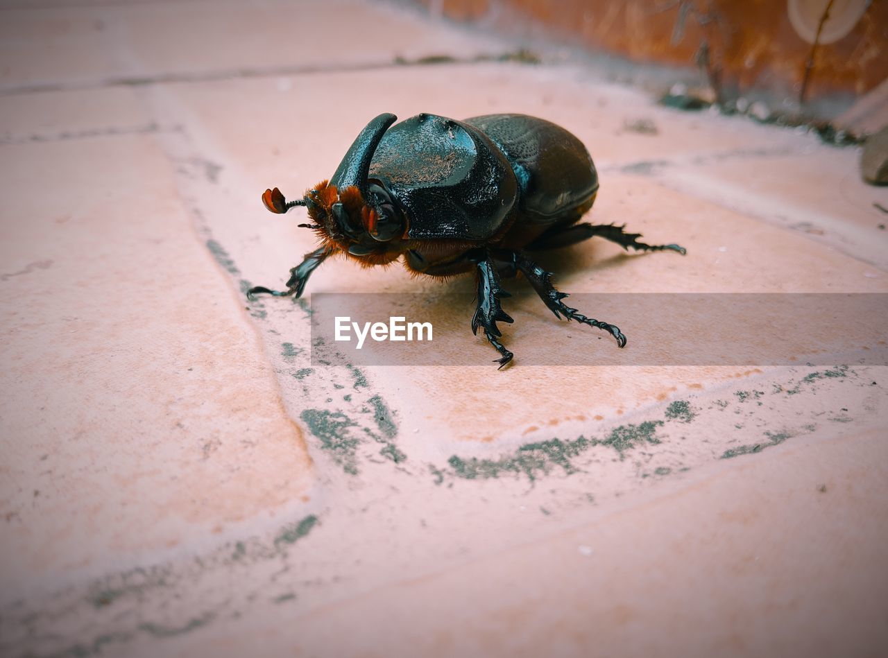 Close-up of insect on sand