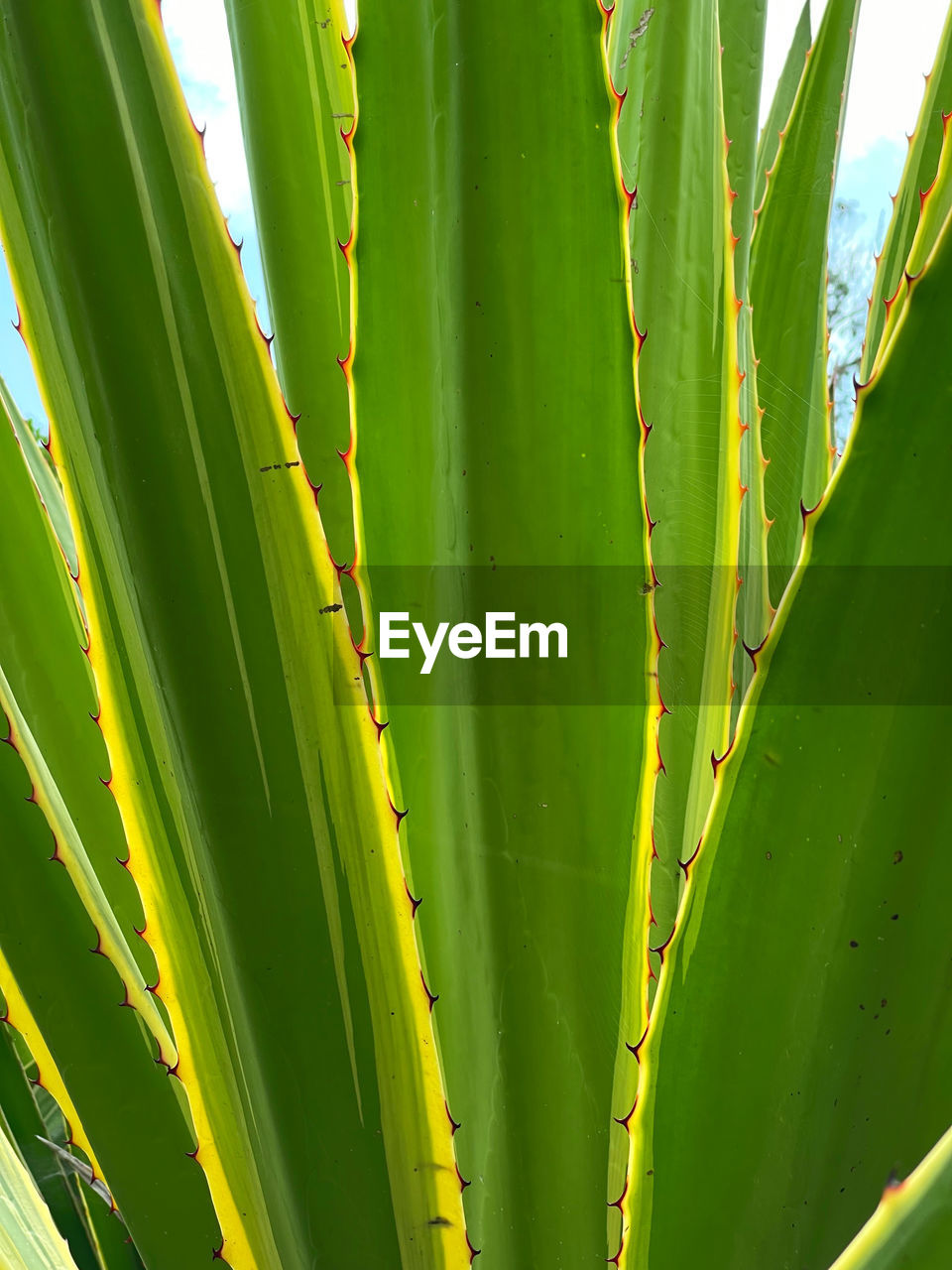 Close-up cactus details, green plant texture, organic exotic 