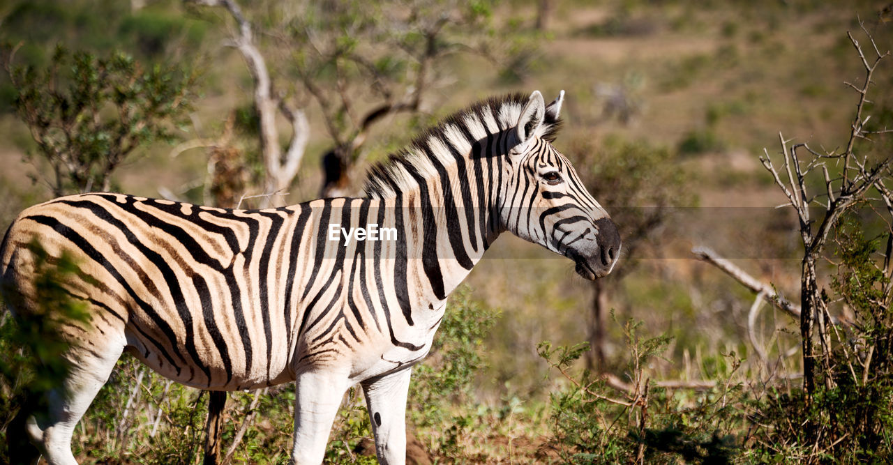 SIDE VIEW OF ZEBRA STANDING IN A PLANTS