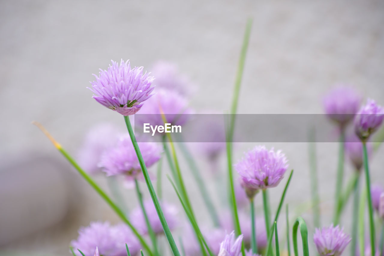 Close-up of purple crocus blooming on field