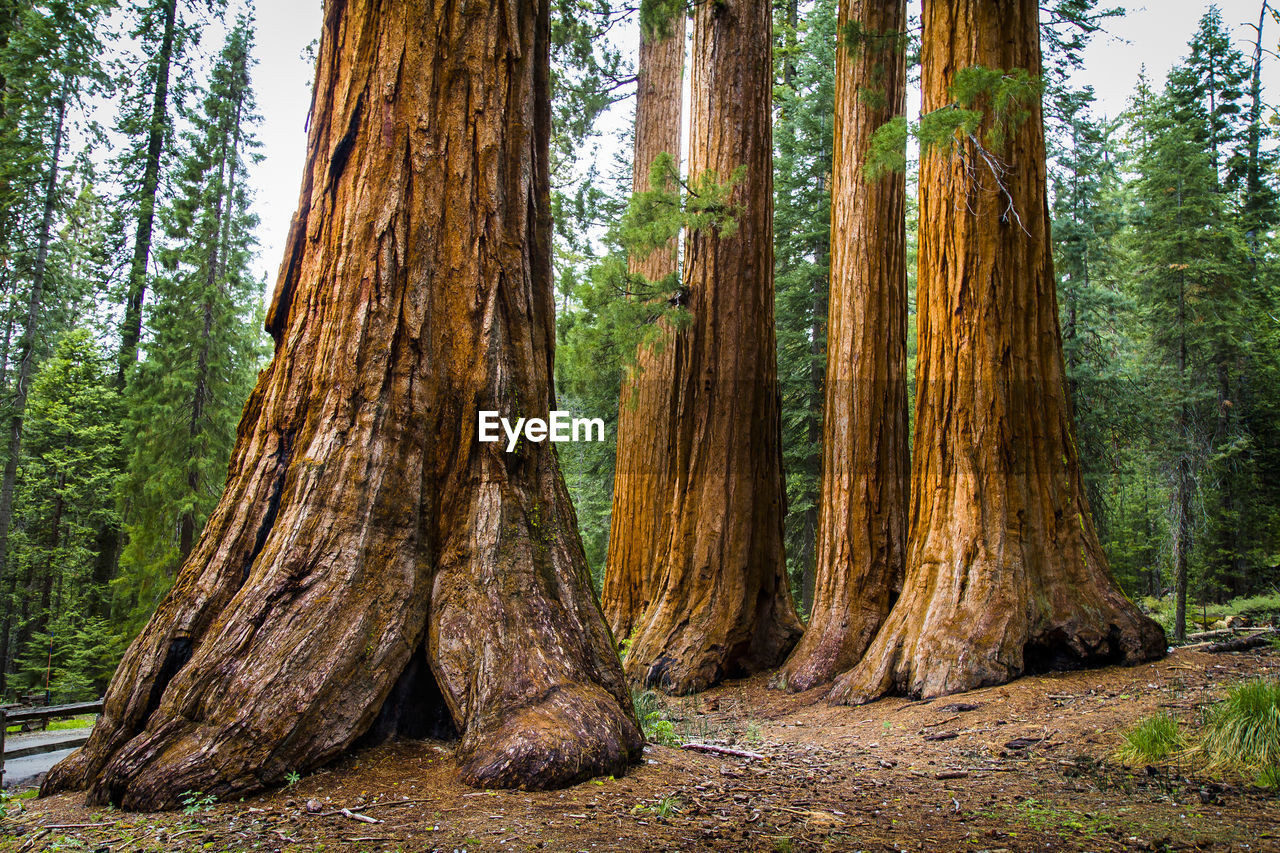 LOW ANGLE VIEW OF TREES